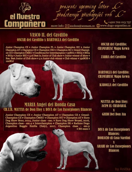 Dog argentyński puppies - excellent mating